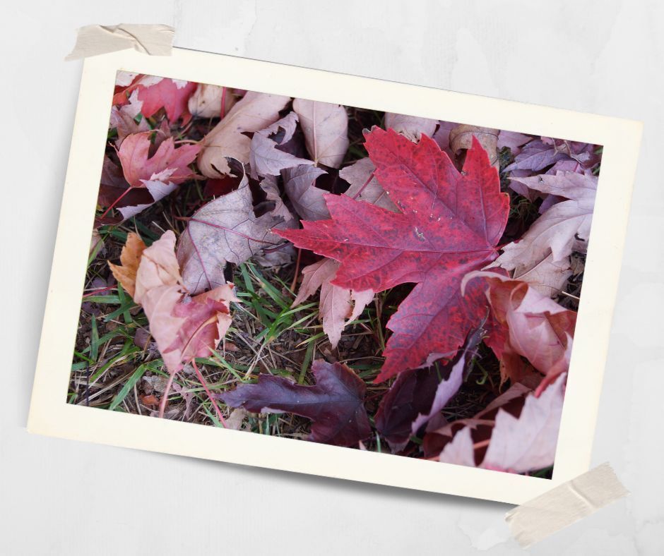 Keeping Active and Healthy This Autumn at Kirkley Gardens