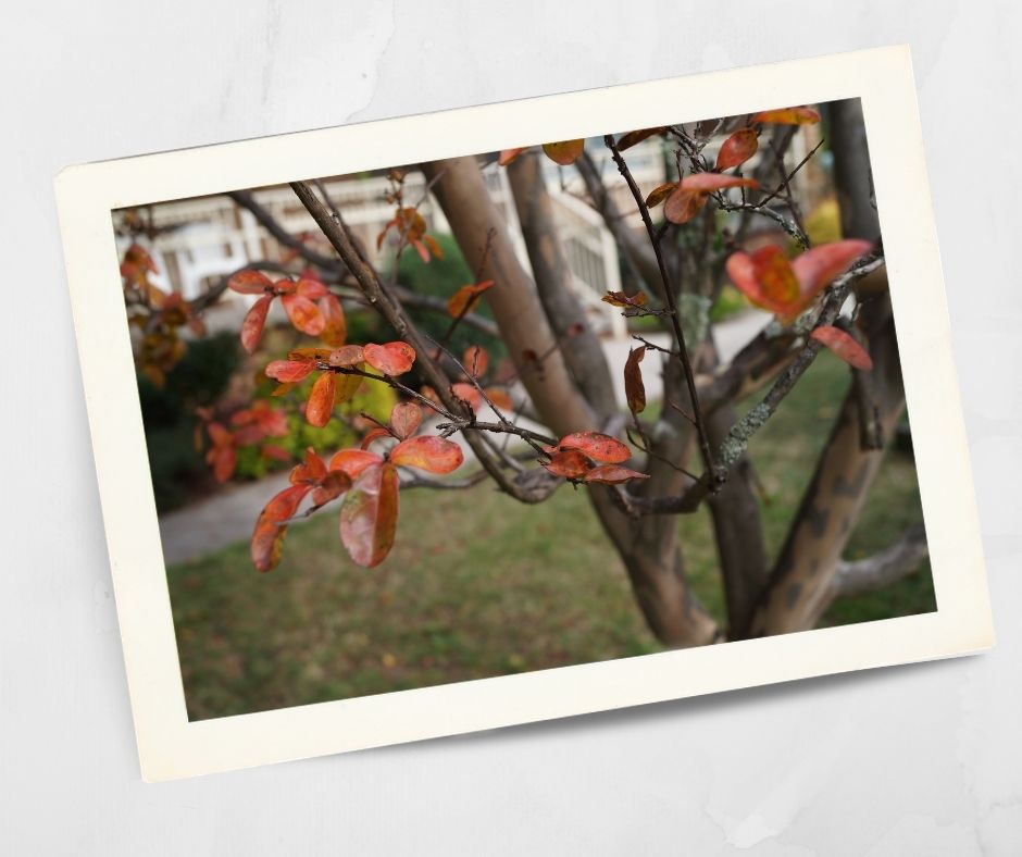 Autumn leaves on a tree at Kirkley Gardens Lithgow with villas softly blurred in the background